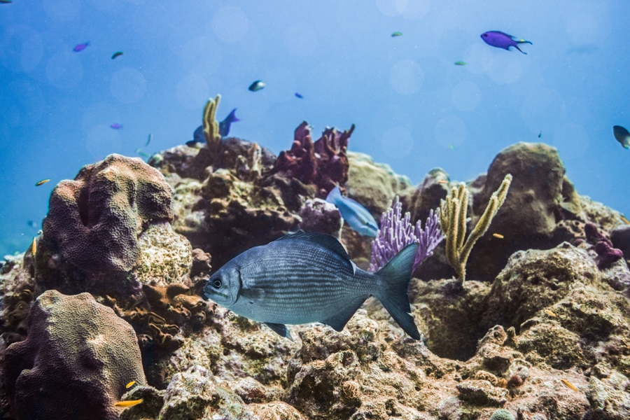 underwater-photography-florida-keys_0027