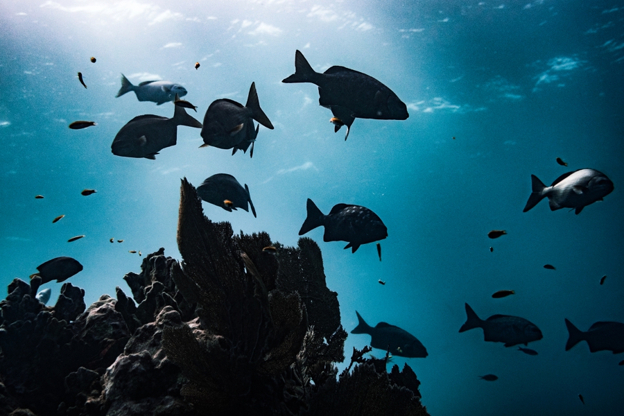 underwater-photography-florida-keys_0028