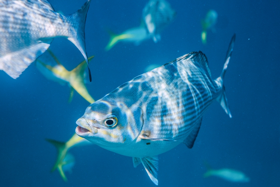 underwater-photography-florida-keys_0029