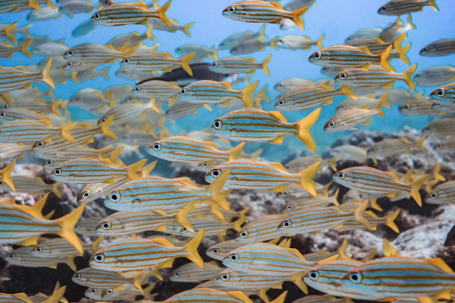 underwater-photography-florida-keys_0030