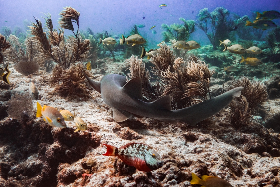 underwater-photography-florida-keys_0031