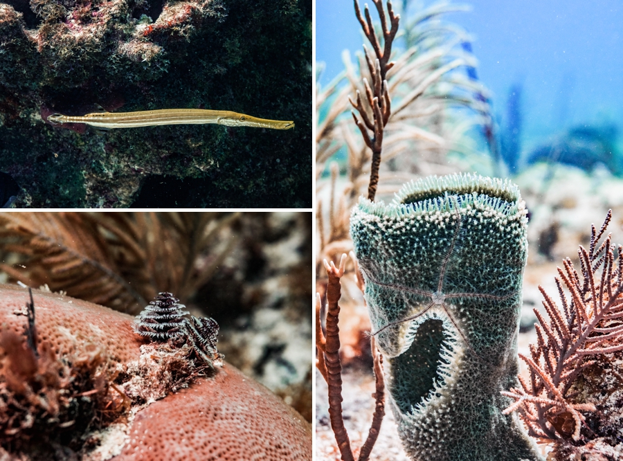 underwater-photography-florida-keys_0032