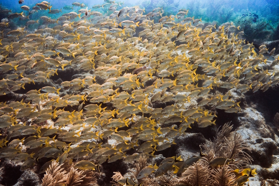 underwater-photography-florida-keys_0033
