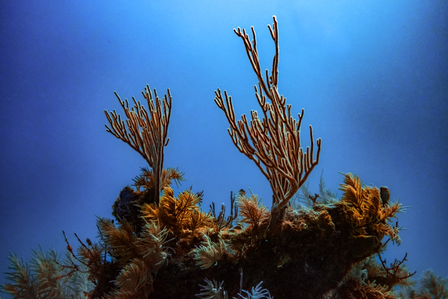 underwater-photography-florida-keys_0034
