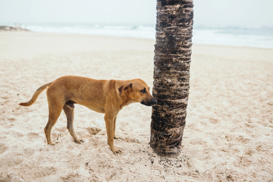 dominican-republic-destination-wedding-manda-and-joe_0063