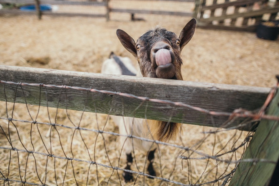 inn-at-fernbrook-farms-wedding-photographers_0059