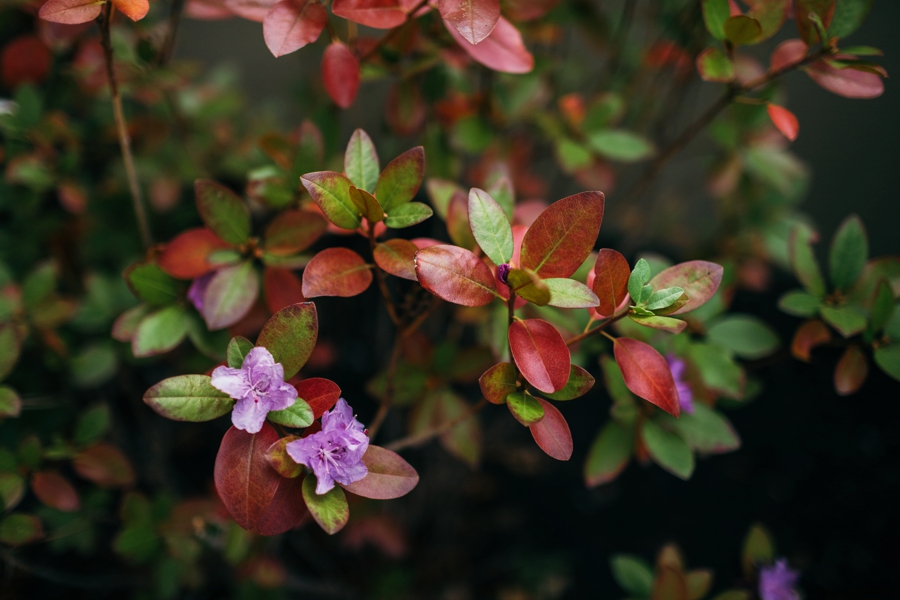 pen-ryn-mansion-wedding_0002