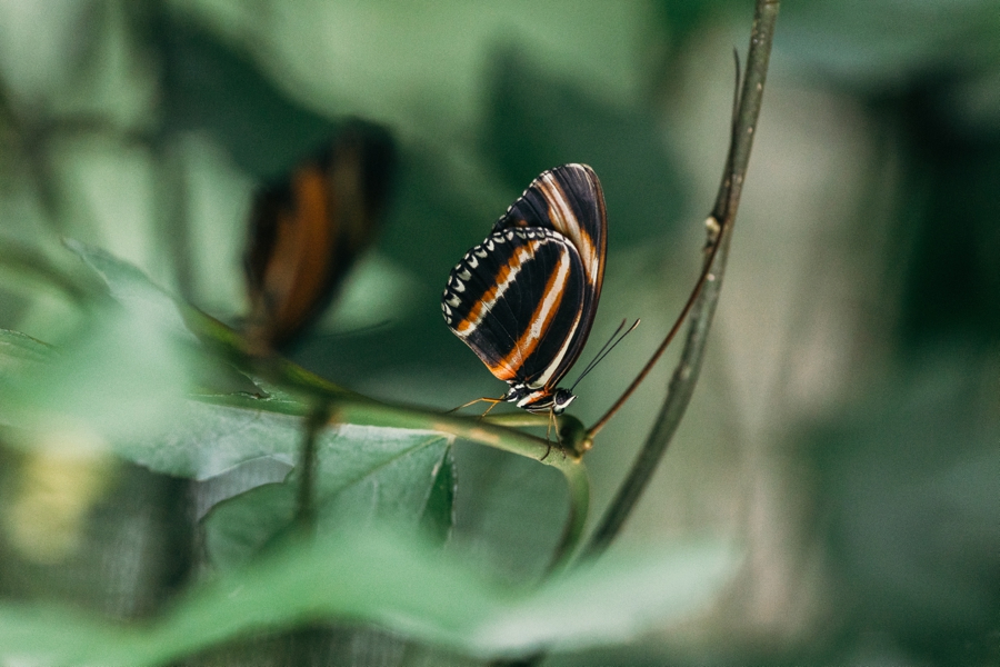 costa-rica-destination-wedding-photographers_0007