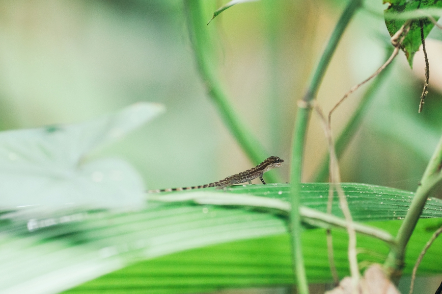 costa-rica-nicaragua-travel-photography_0032