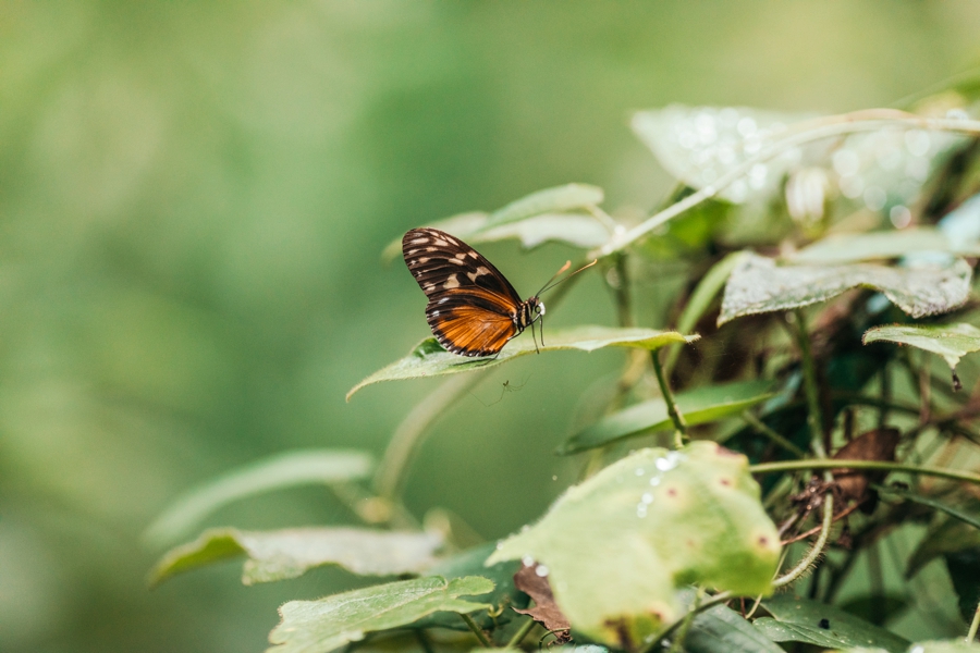 costa-rica-nicaragua-travel-photography_0038