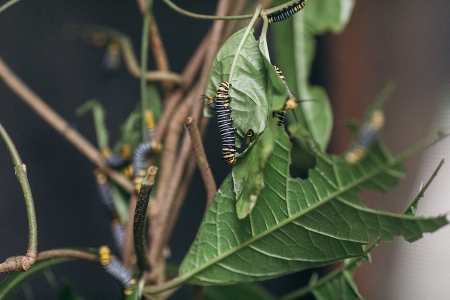 costa-rica-nicaragua-travel-photography_0041